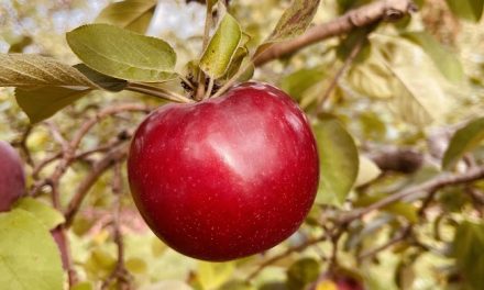 Apple Picking: Mountain Orchard